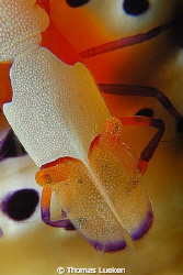 found in Lembeh - no crop, D200 by Thomas Lueken 